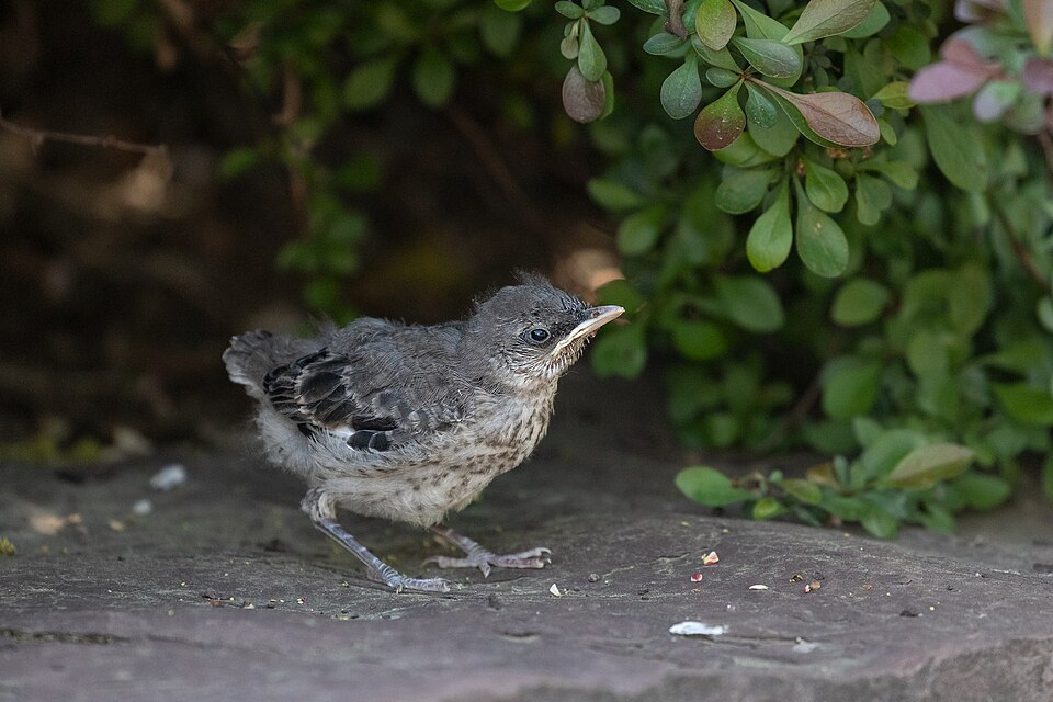 Northern Mockingbird, the state bird of Tennessee